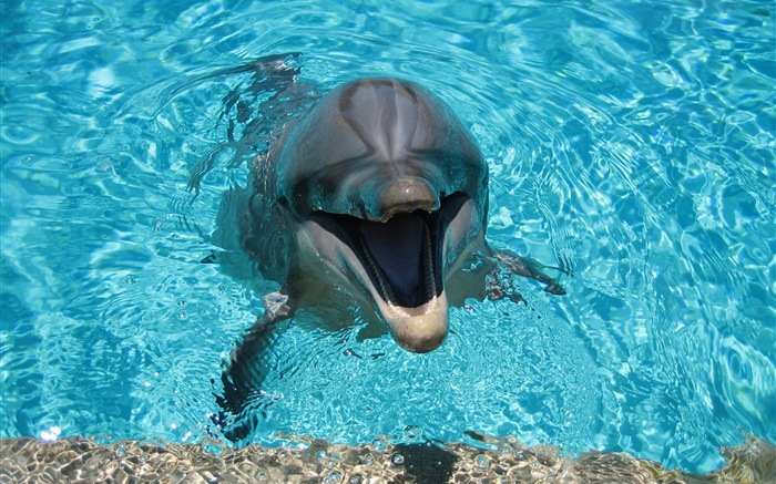 Dolphin in water, happy Wallpapers Pictures Photos Images