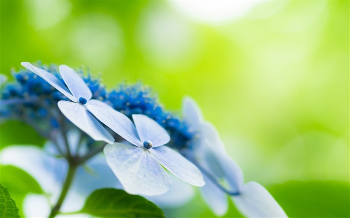 Four petals, blue flowers, bokeh Wallpapers Pictures Photos Images