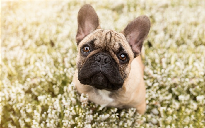 French bulldog, face, bokeh Wallpapers Pictures Photos Images