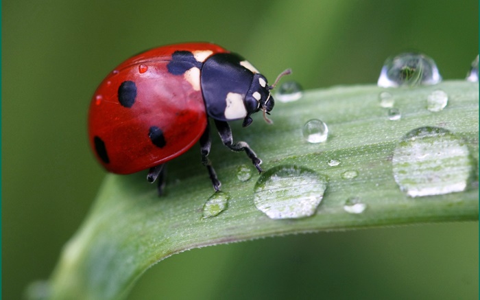 Grass, dew, ladybug, macro photography Wallpapers Pictures Photos Images