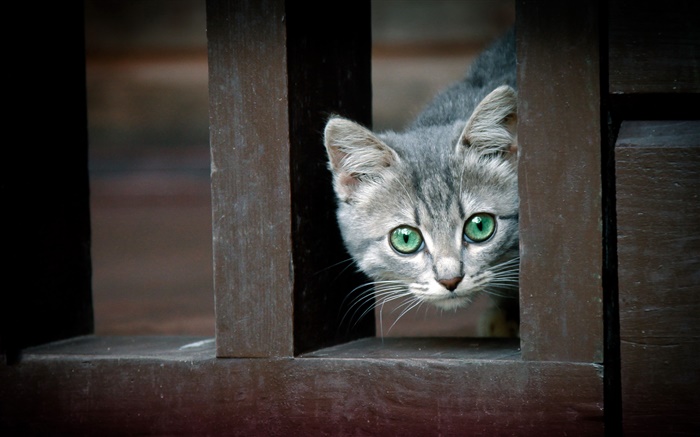 Green eyes cat, fence Wallpapers Pictures Photos Images