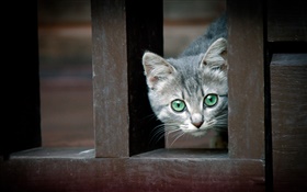 Green eyes cat, fence HD wallpaper