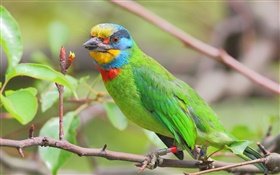 Green feathers, parrot, birds HD wallpaper