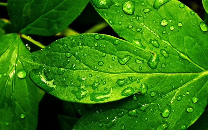 Green leaf close-up, drops, dew Wallpapers Pictures Photos Images
