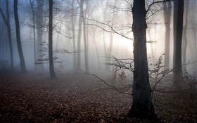 Hungary, forest, fog, dusk, autumn