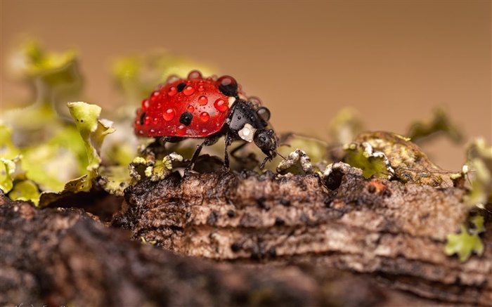 Insect, ladybug, dew Wallpapers Pictures Photos Images