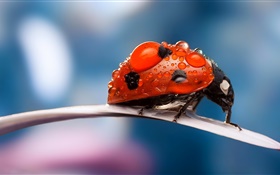 Insect, red ladybug, petal, dew