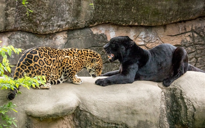 Jaguar, black, wild cats, predators Wallpapers Pictures Photos Images