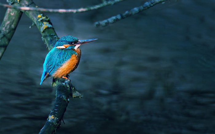 Kingfisher, bird, tree branch, water Wallpapers Pictures Photos Images