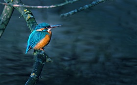 Kingfisher, bird, tree branch, water