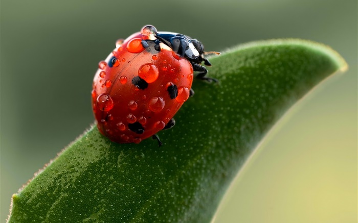 Ladybug macro photography, water drops, green leaf Wallpapers Pictures Photos Images