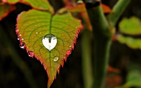 Leaf close-up, dew, bokeh