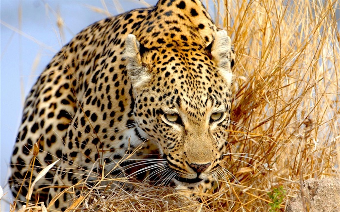 Leopard hidden in grass, eyes Wallpapers Pictures Photos Images