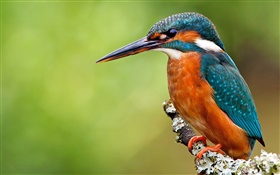 Lonely kingfisher HD wallpaper