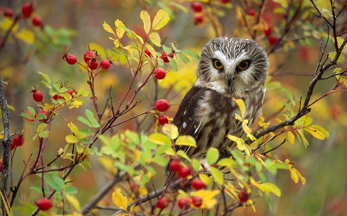 Lonely owl, twigs, red berries, British Columbia, Canada Wallpapers Pictures Photos Images