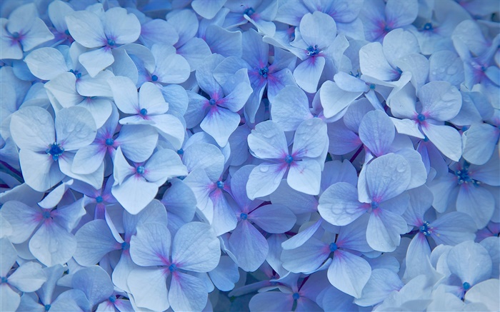 Many hydrangea flowers, blue petals, dew Wallpapers Pictures Photos Images