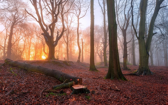 Morning, forest, trees, fog, sunrise Wallpapers Pictures Photos Images