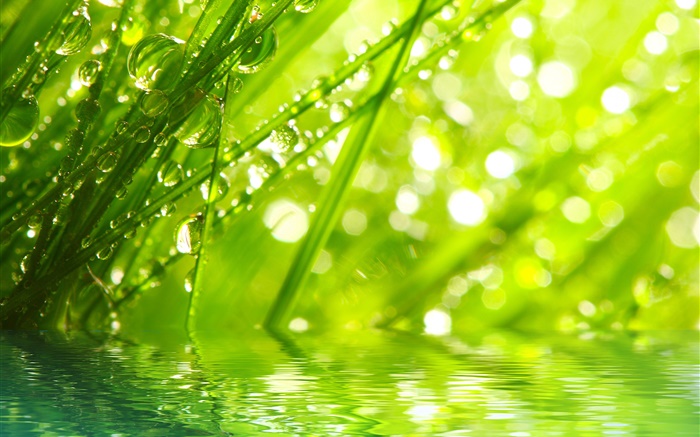 Nature, grass, dew, water drops Wallpapers Pictures Photos Images