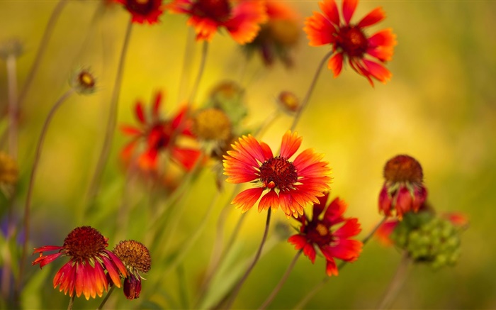 Orange flowers, wildflowers Wallpapers Pictures Photos Images