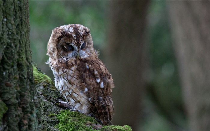 Owl sleep, bird close-up, tree, moss Wallpapers Pictures Photos Images