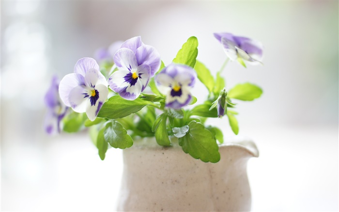 Pansy flowers, sunny, bouquet Wallpapers Pictures Photos Images