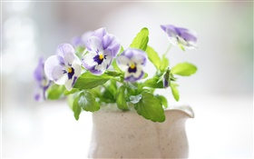 Pansy flowers, sunny, bouquet