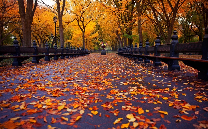 Park, autumn, bench, trees, leaves, path Wallpapers Pictures Photos Images
