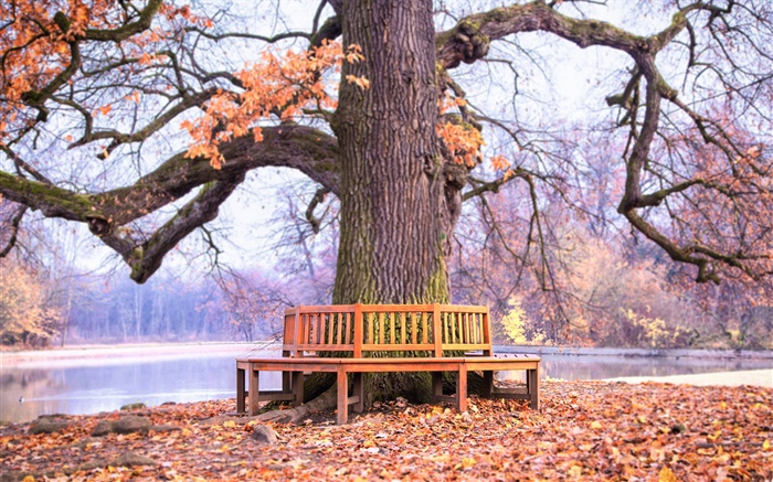 Park, big tree, bench, autumn Wallpapers Pictures Photos Images