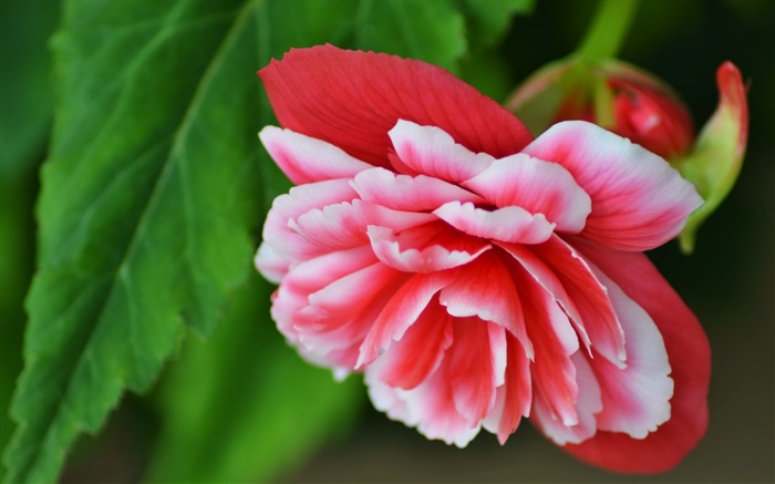 Pink begonia flower, petals, macro photography Wallpapers Pictures Photos Images