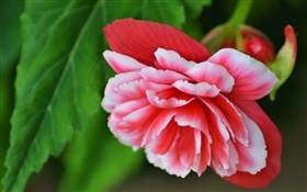 Pink begonia flower, petals, macro photography