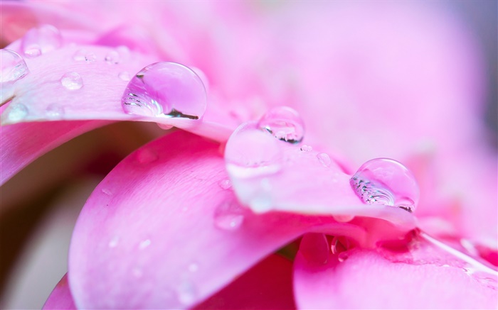Pink flower macro photography, petals, dew Wallpapers Pictures Photos Images
