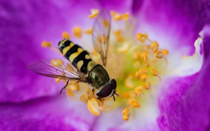 Pink flower, petals, insect, bee Wallpapers Pictures Photos Images
