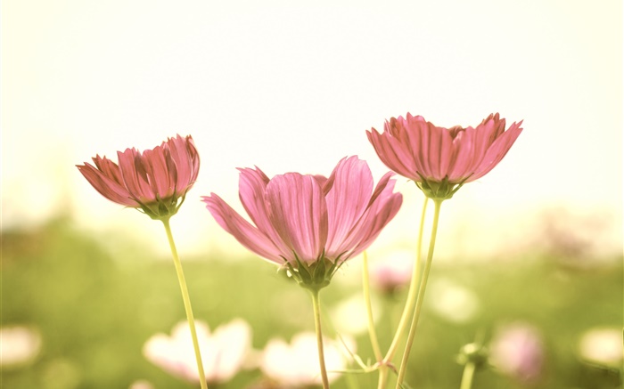 Pink flowers, petals, stem, blur background, glare Wallpapers Pictures Photos Images