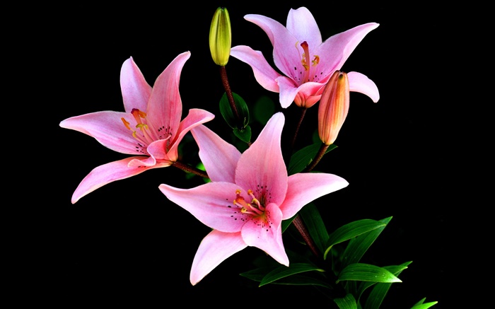 Pink lily flowers, petals, stem, black background Wallpapers Pictures Photos Images