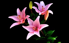 Pink lily flowers, petals, stem, black background HD wallpaper