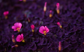 Pink little flowers, purple leaves HD wallpaper