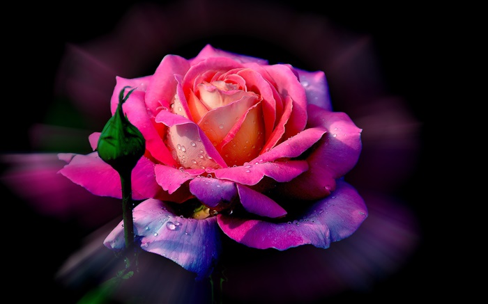Pink rose flower, dew, bud Wallpapers Pictures Photos Images