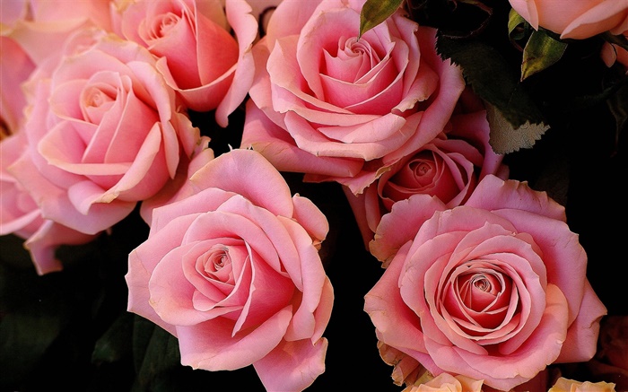 Pink rose flowers, petals Wallpapers Pictures Photos Images