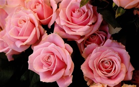 Pink rose flowers, petals HD wallpaper