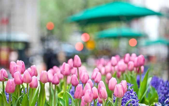 Pink tulip flowers, blue hyacinth, spring, bokeh Wallpapers Pictures Photos Images