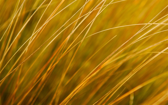 Plant close-up, yellow grass, autumn Wallpapers Pictures Photos Images