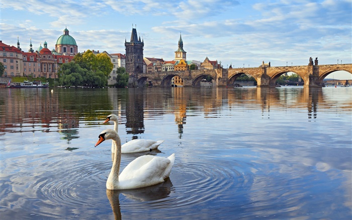 Prague, Czech Republic, Charles bridge, house, river Vltava, swans Wallpapers Pictures Photos Images