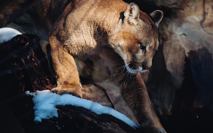Puma, mountain lion, predator Wallpapers Pictures Photos Images