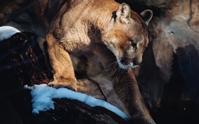 Puma, mountain lion, predator HD wallpaper