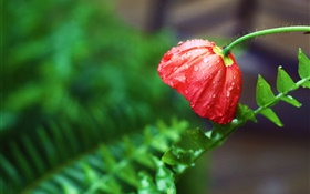 Red flower, after rain, water drops, green leaves HD wallpaper