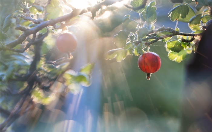 Red gooseberry, sun rays Wallpapers Pictures Photos Images