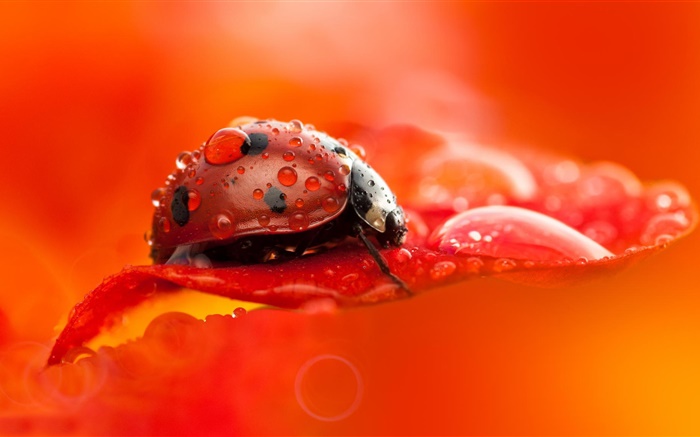 Red ladybug, beetle, insect, red flower petal, dew, macro photography Wallpapers Pictures Photos Images