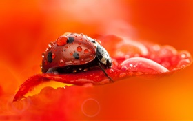 Red ladybug, beetle, insect, red flower petal, dew, macro photography HD wallpaper