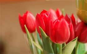 Red tulip flowers, leaves, bokeh HD wallpaper