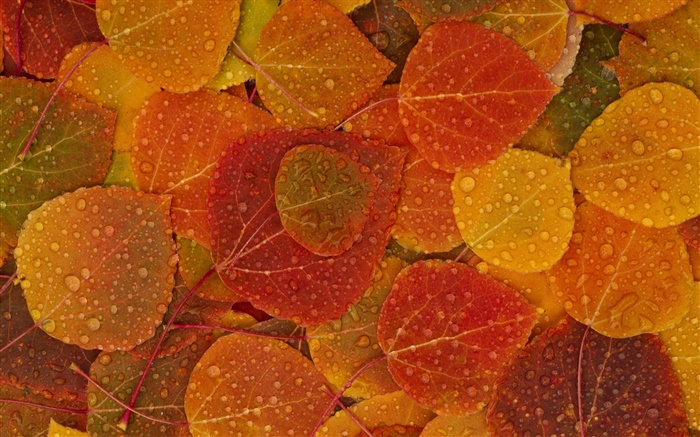 Red yellow leaves, autumn, water drops Wallpapers Pictures Photos Images